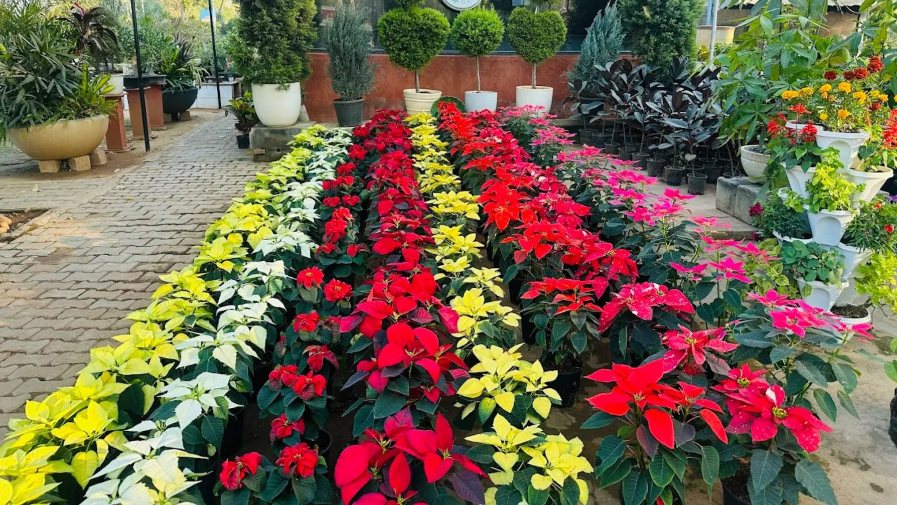 Top 10 Beautiful Foliage Plants for Your Garden – Best Green Leaf Plants by Saharanpur Nursery