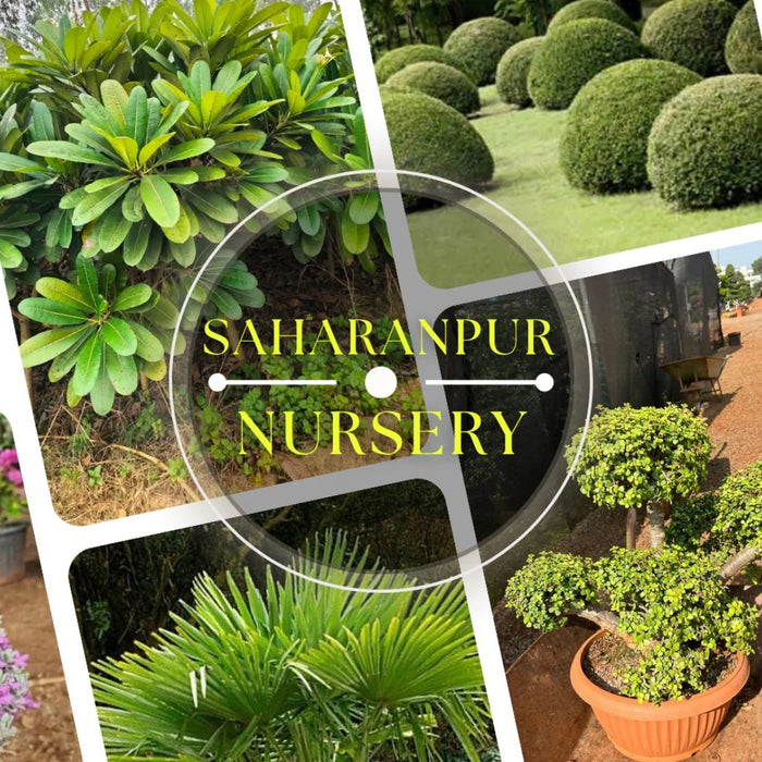 Low Maintenance Profitable Trees in India 2026 | High Income Tree Farming Guide | Saharanpur Nursery