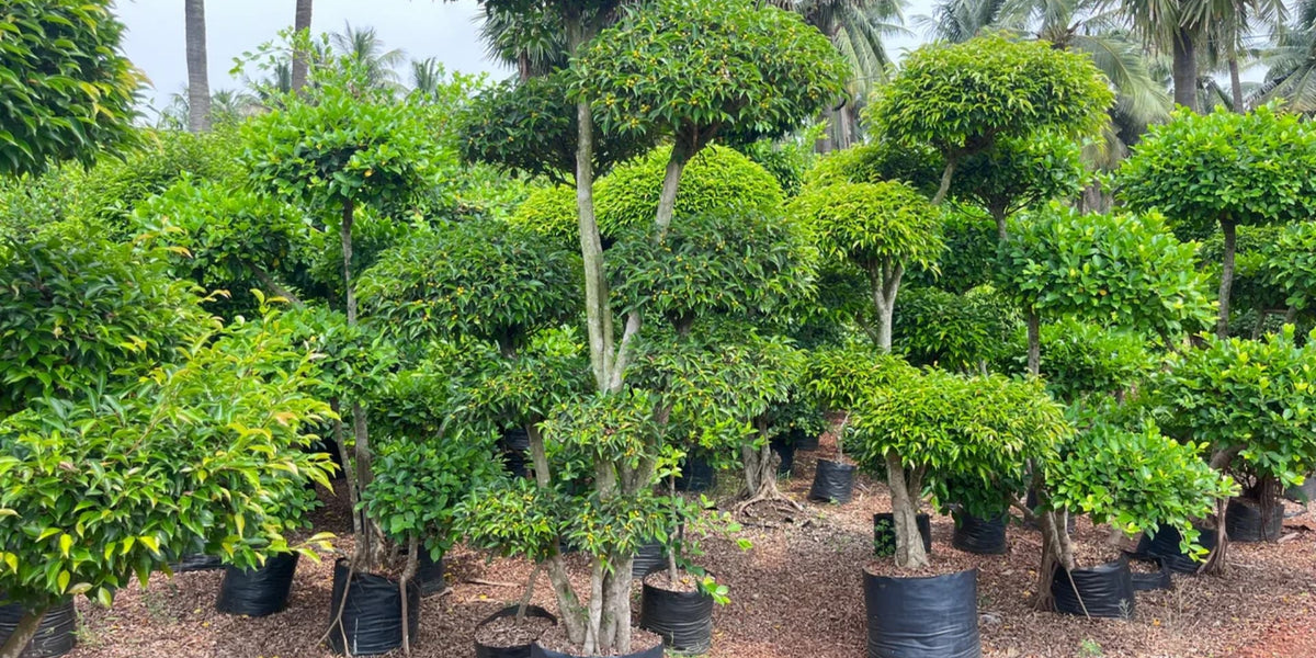 Ficus Multi Ball Tree Care Guide for Homes, Offices & Gardens ...