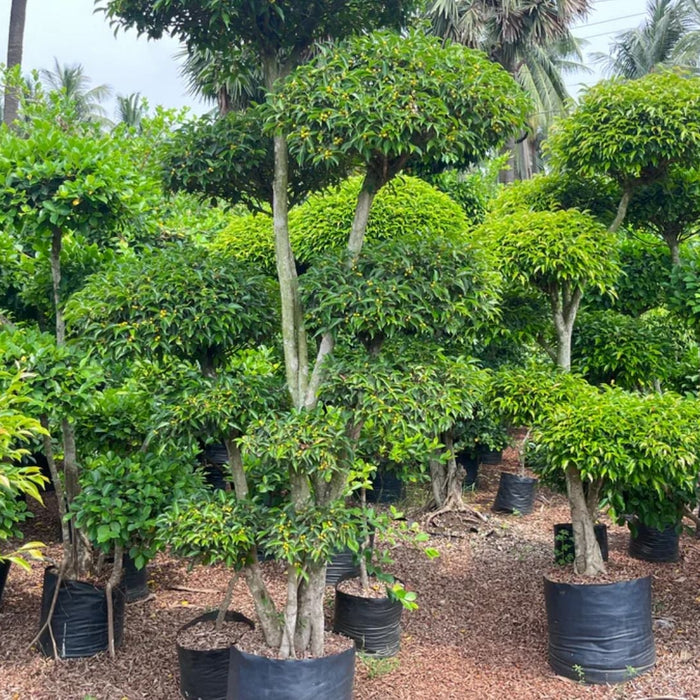 Ficus Multi Ball Tree Care Guide for Homes, Offices & Gardens