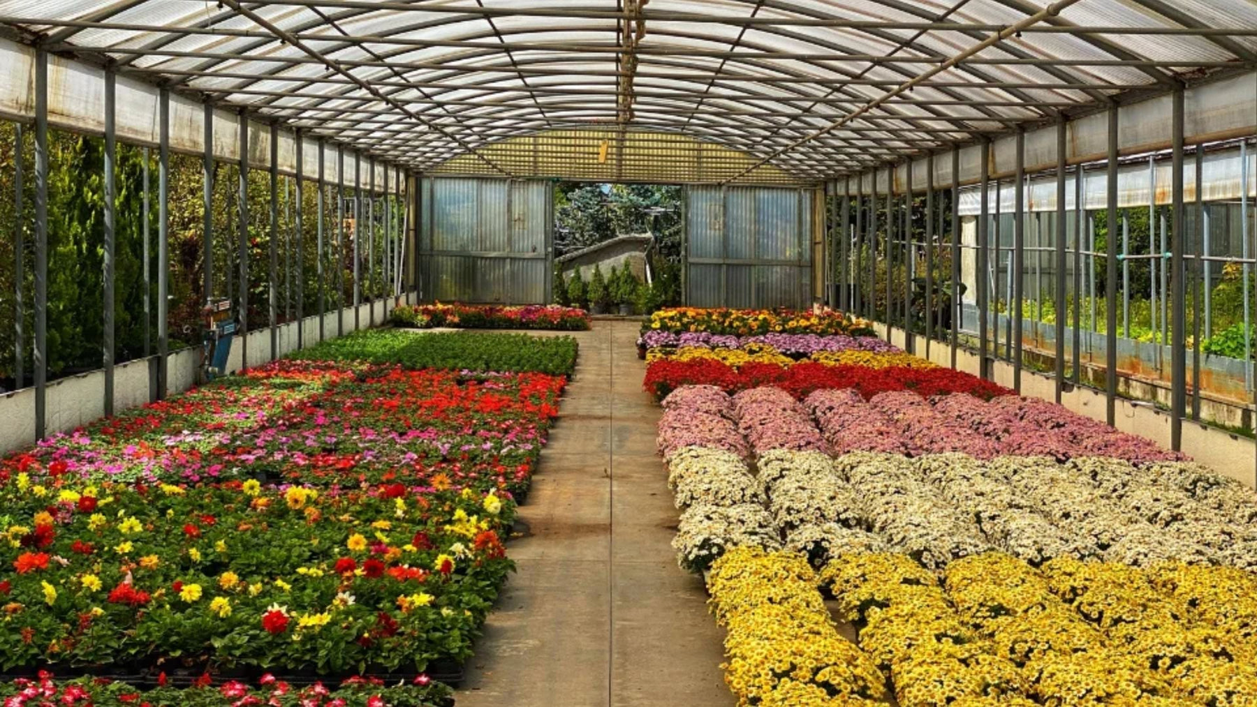 Saharanpur Nursery: Best Plants, Wholesale Rates &amp; Top Gardening Services in Saharanpur
