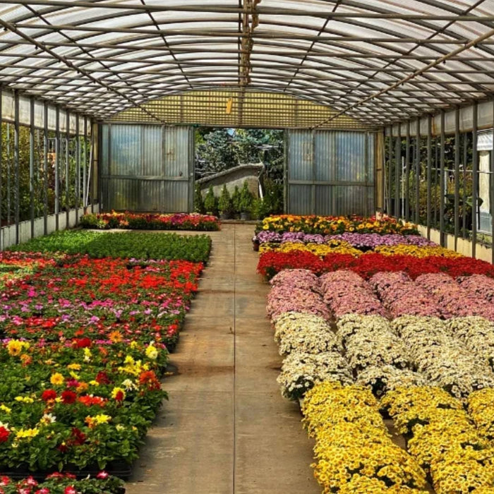 Saharanpur Nursery: Best Plants, Wholesale Rates &amp; Top Gardening Services in Saharanpur