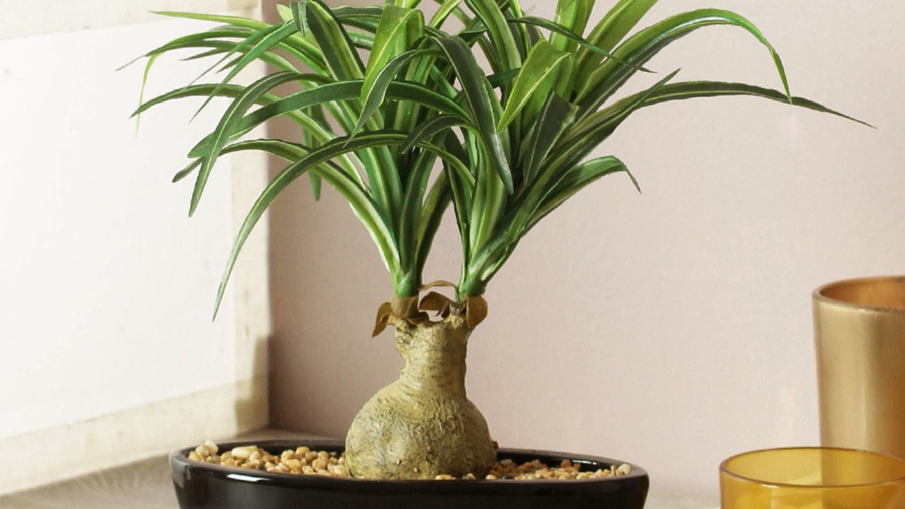 Nolina Bonsai Care Guide: Easy Tips for Beginners | Buy Nolina Bonsai Online – Saharanpur Nursery