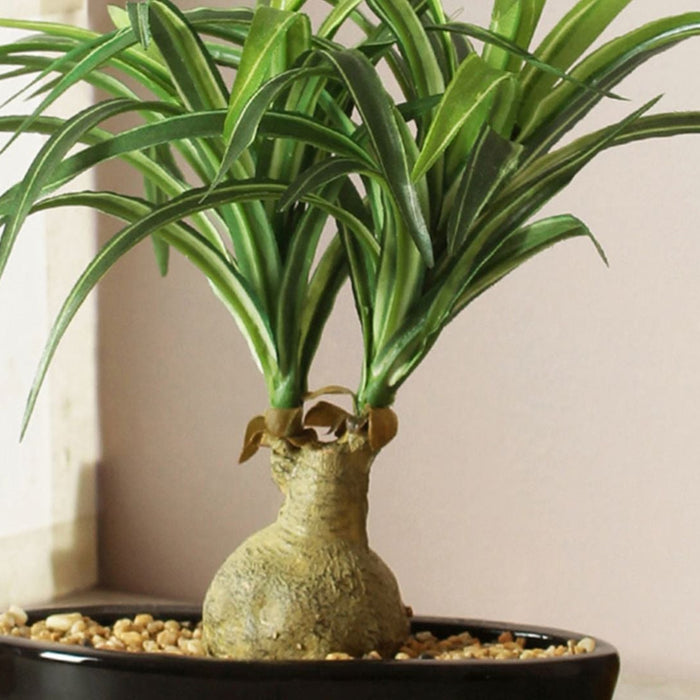 Nolina Bonsai Care Guide: Easy Tips for Beginners | Buy Nolina Bonsai Online – Saharanpur Nursery