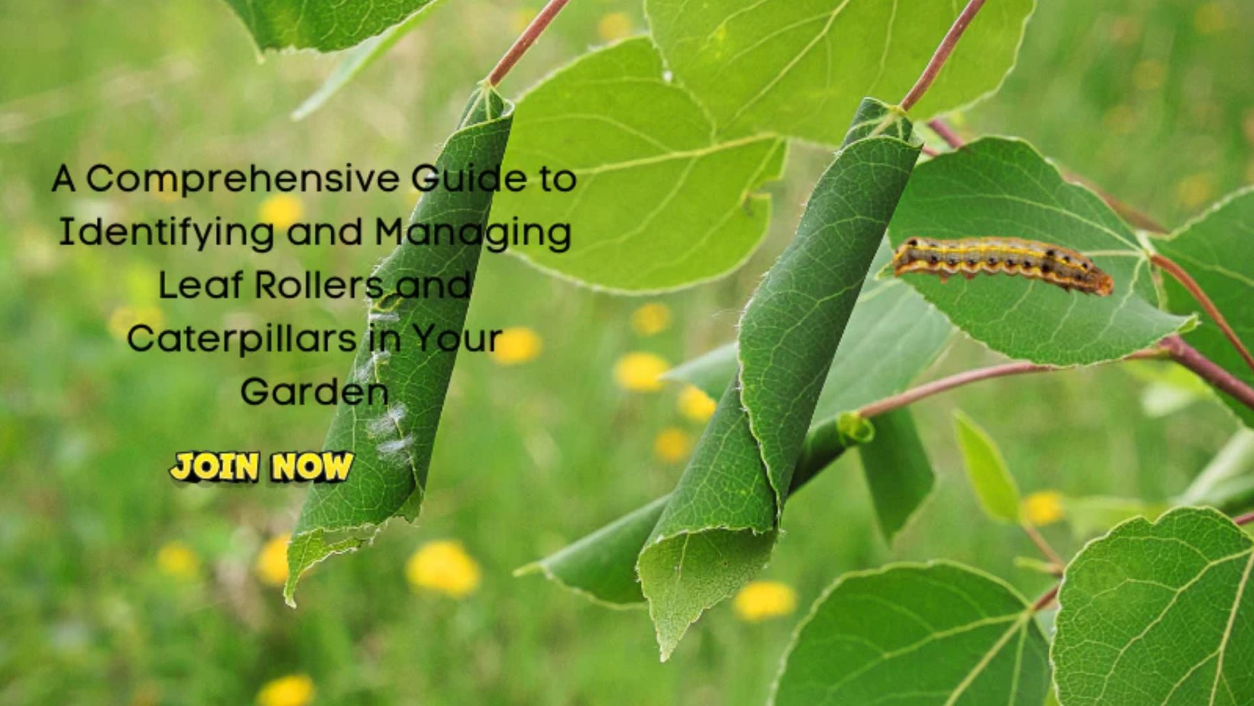 Leaf Rollers &amp; Caterpillars in Garden | Identification, Damage &amp; Control Guide
