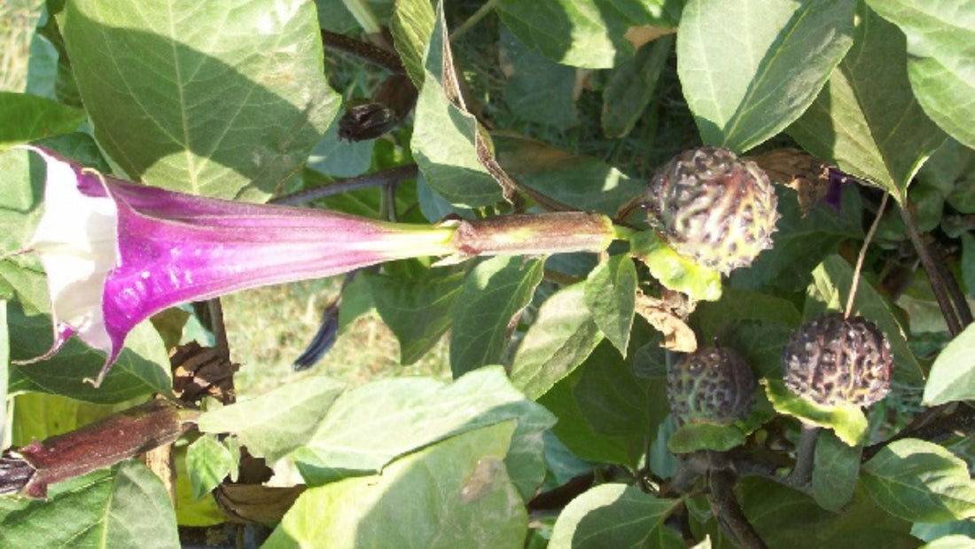 Datura Plant Guide | Uses, Benefits, Cultivation, Toxicity & Precautions