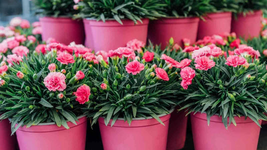Growing Carnations: Planting, Care &amp; Harvesting Guide for Healthy Flowers