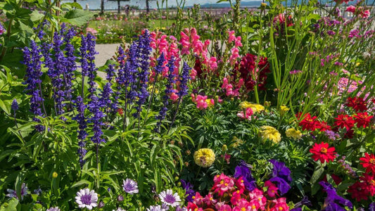 Best Drought Tolerant Plants in India | Low Water &amp; Low Maintenance Garden Plants | Saharanpur Nursery