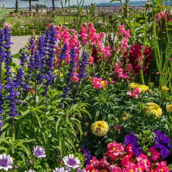 Best Drought Tolerant Plants in India | Low Water &amp; Low Maintenance Garden Plants | Saharanpur Nursery