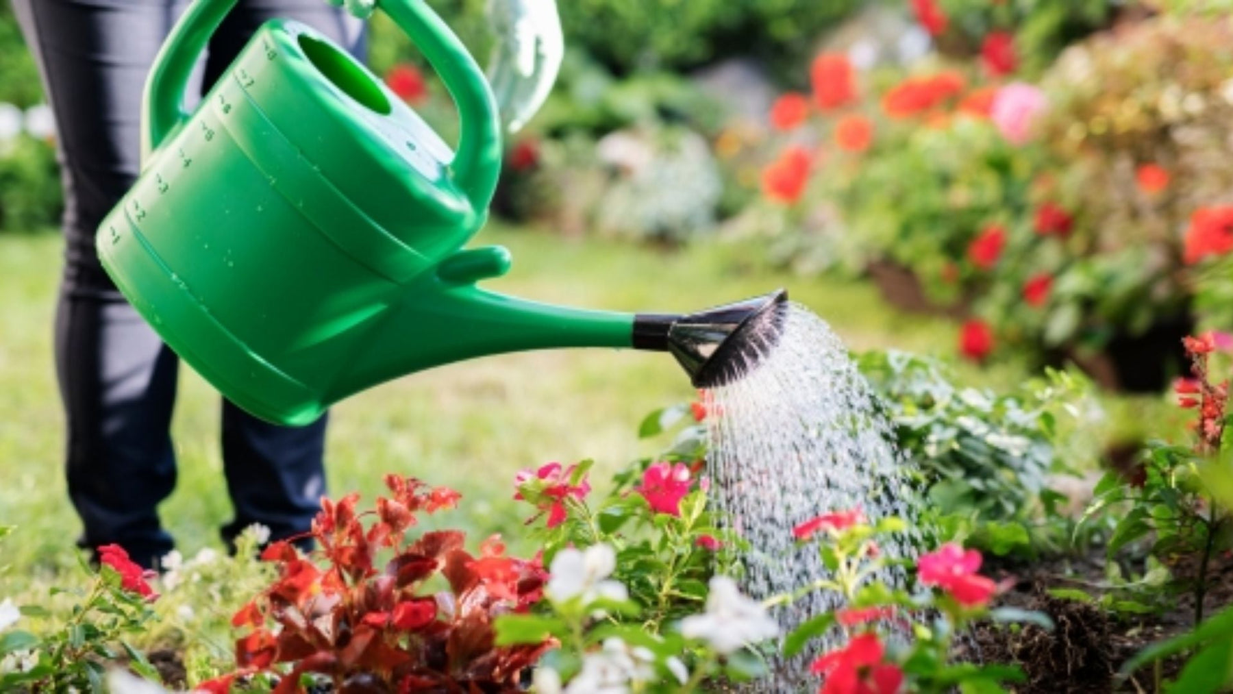 How to plant a flower garden, best flowers for Indian garden, buy plants online India, Saharanpur Nursery