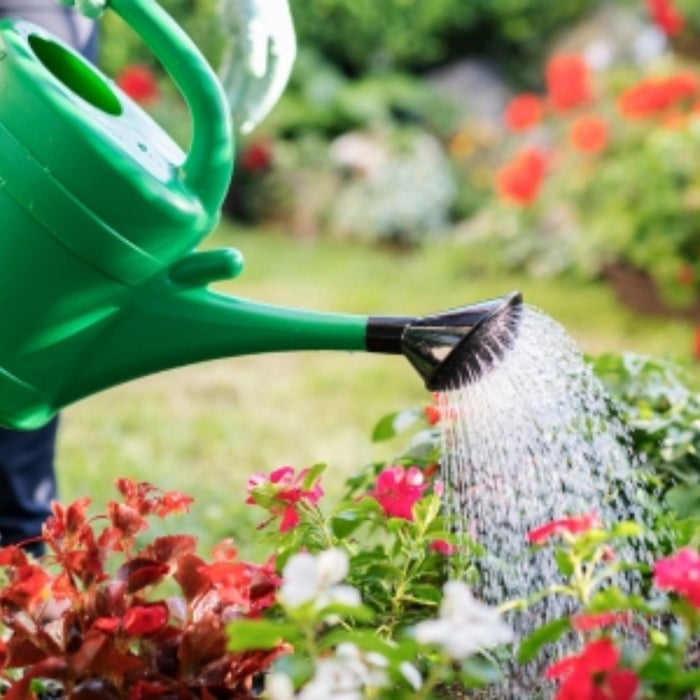 How to plant a flower garden, best flowers for Indian garden, buy plants online India, Saharanpur Nursery