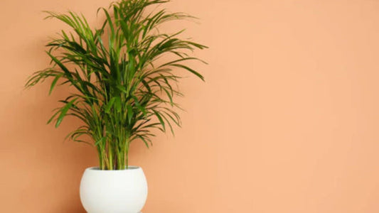 How to Grow Areca Palm Indoors – Easy Care Tips, Benefits &amp; Buy Healthy Plants Online | Saharanpur Nursery
