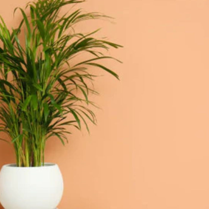 How to Grow Areca Palm Indoors – Easy Care Tips, Benefits &amp; Buy Healthy Plants Online | Saharanpur Nursery