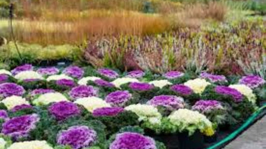 Ornamental Kale Care Guide | Best Winter Plants in India | Buy Seasonal Plants Online – Saharanpur Nursery