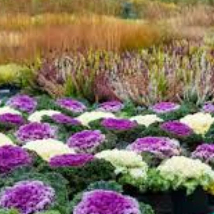 Ornamental Kale Care Guide | Best Winter Plants in India | Buy Seasonal Plants Online – Saharanpur Nursery