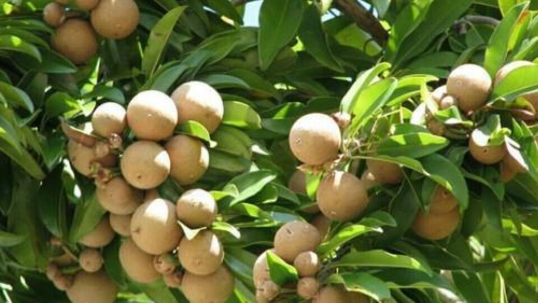 Buy Sapodilla (Chikoo) Plants Online | Best Sapota Varieties for Sale | Saharanpur Nursery