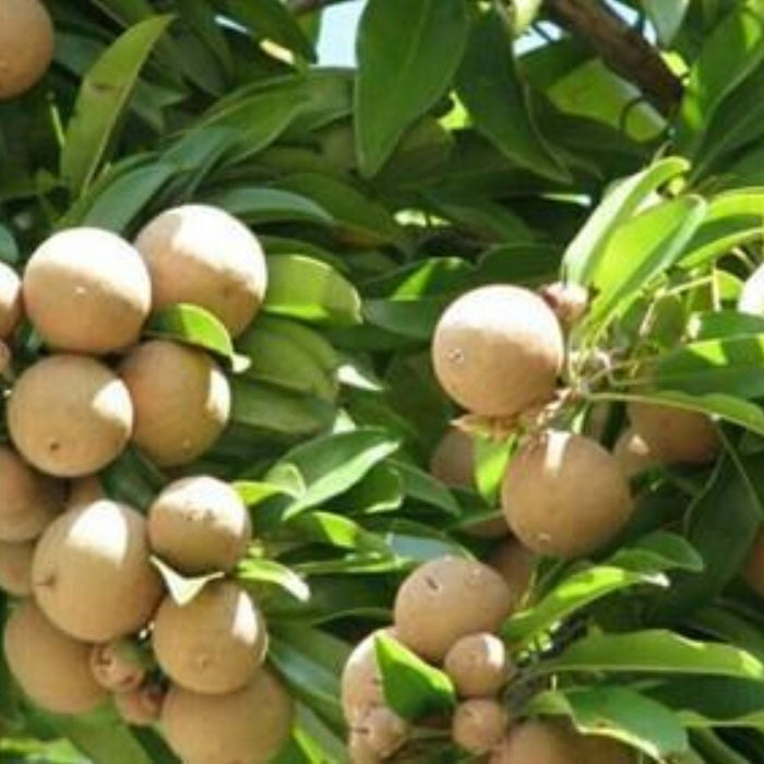Buy Sapodilla (Chikoo) Plants Online | Best Sapota Varieties for Sale | Saharanpur Nursery