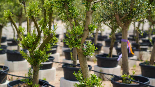 Olive Tree Care Guide in India | How to Grow Olive Plants at Home | Buy Olive Plant Online – Saharanpur Nursery