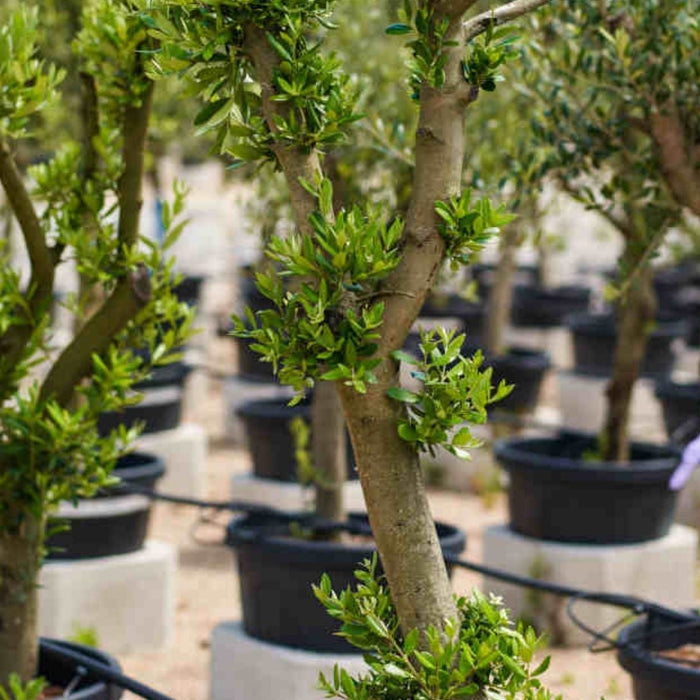 Olive Tree Care Guide in India | How to Grow Olive Plants at Home | Buy Olive Plant Online – Saharanpur Nursery