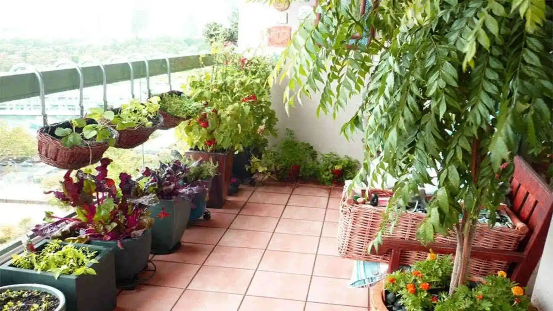 Terrace Gardening in India: Easy Rooftop Garden Ideas, Best Plants & Home Gardening Tips | Saharanpur Nursery