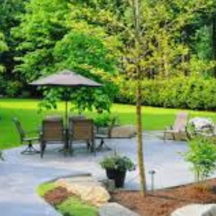 Top 30 Shade Giving Trees for Farmhouse in India | Fast Growing Trees for Cool Landscape | Saharanpur Nursery