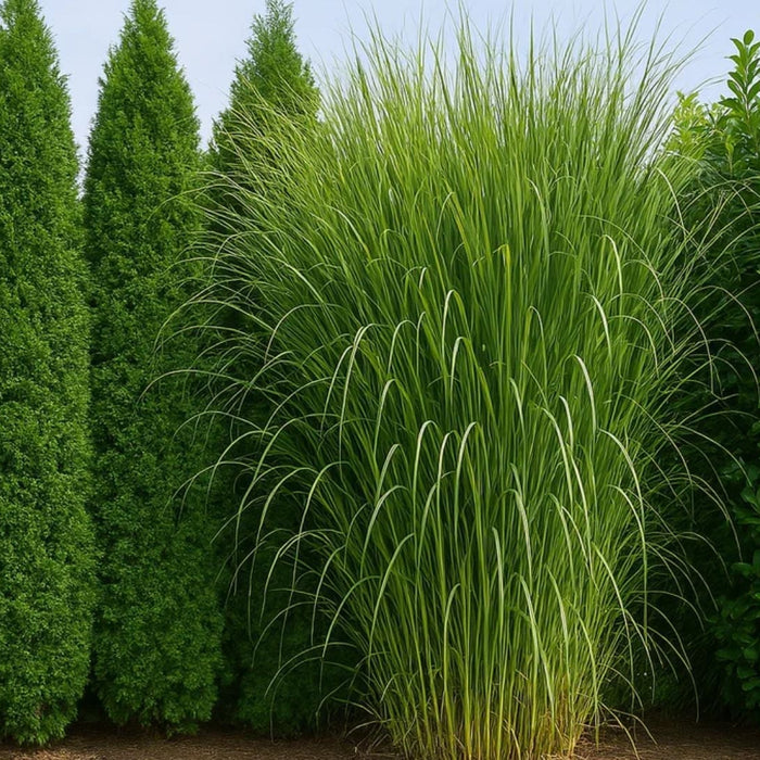 Fastest Growing Privacy Plants in India | Best Hedge, Bamboo & Screening Trees | Saharanpur Nursery