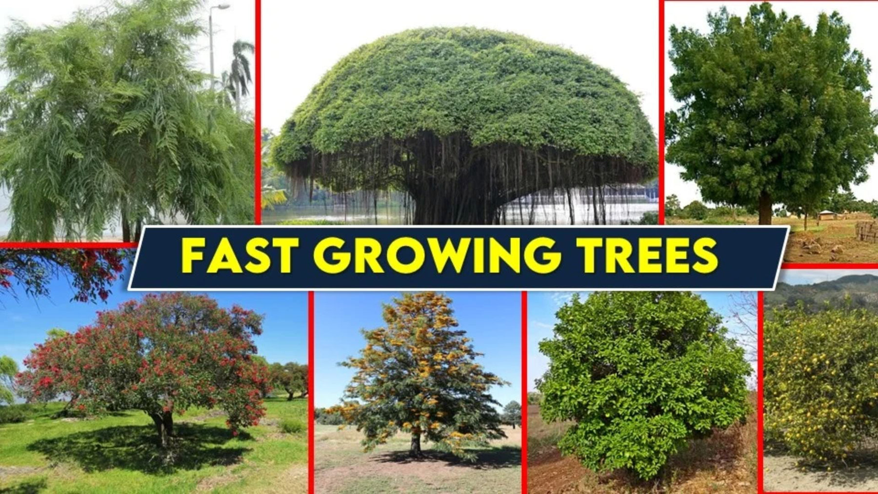 Fast Growing Trees in India for Shade & Privacy – Best Trees for Home and Farmhouse