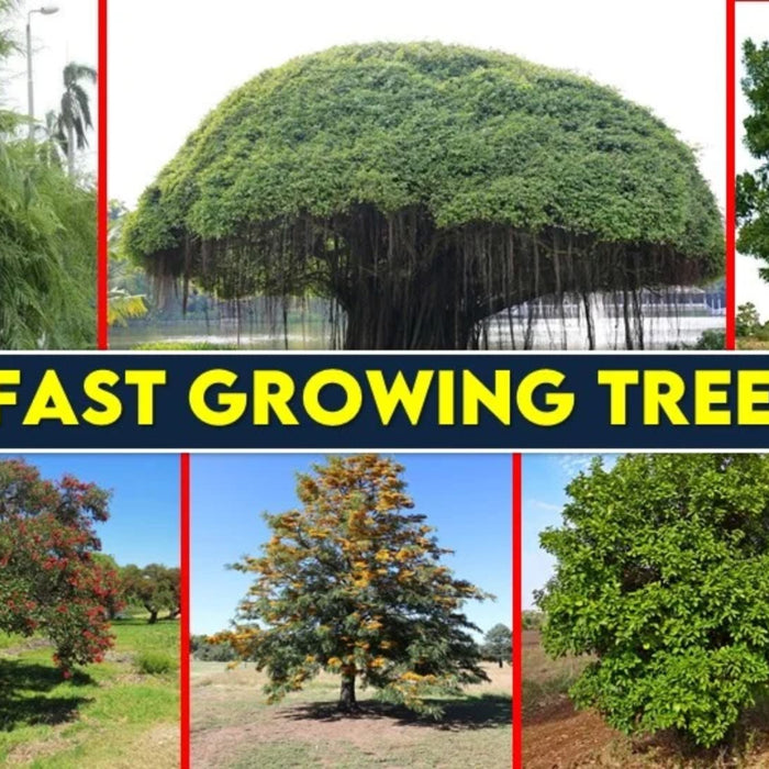 Fast Growing Trees in India for Shade & Privacy – Best Trees for Home and Farmhouse