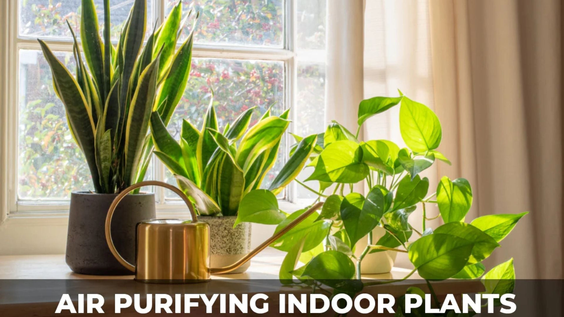 Snake plant and money plant indoor air purifying plants kept near a sunny window, improving home oxygen and air quality naturall