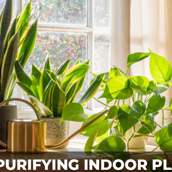 Snake plant and money plant indoor air purifying plants kept near a sunny window, improving home oxygen and air quality naturall