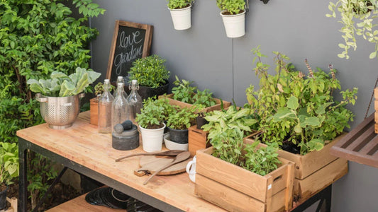 Best Plants for Balcony Garden in India – Easy & Beautiful Options