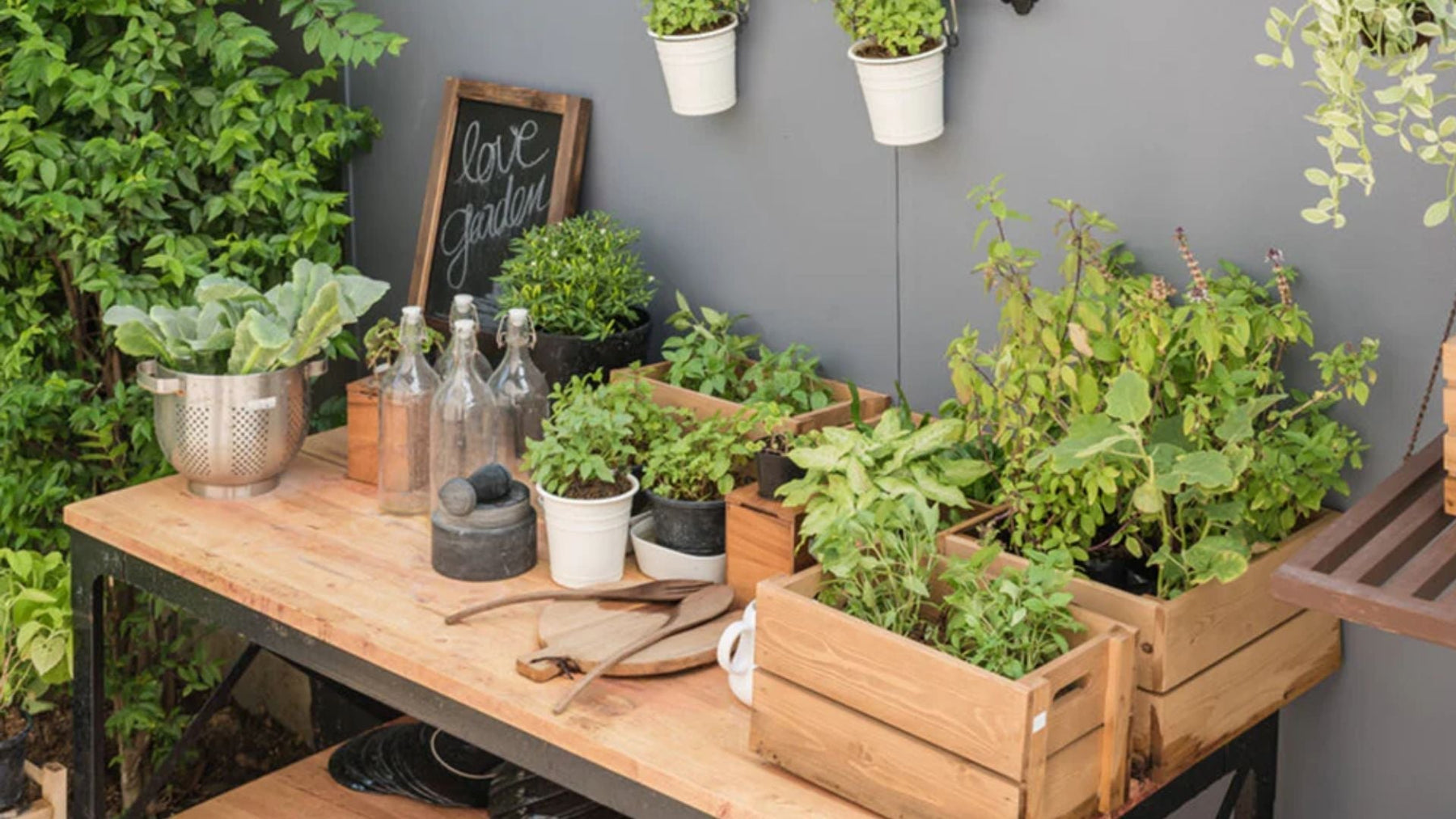 Best Plants for Balcony Garden in India – Easy & Beautiful Options