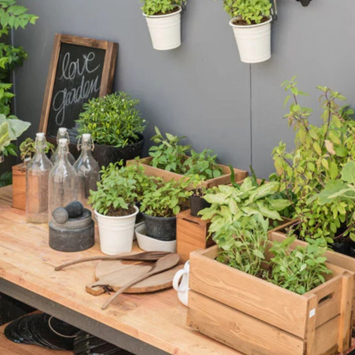 Best Plants for Balcony Garden in India – Easy & Beautiful Options