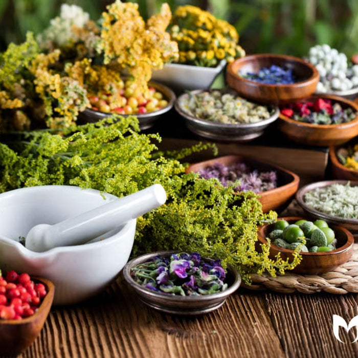 Top Medicinal Plants to Grow at Home in India