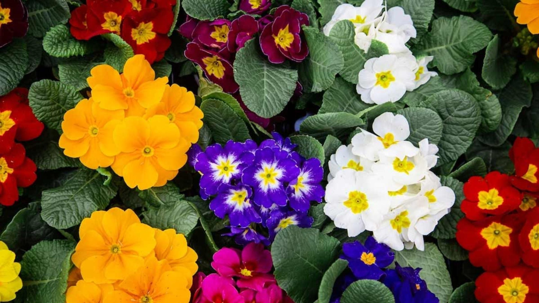 Best Flowering Plants for 12 Months in India (All Season Flowers)