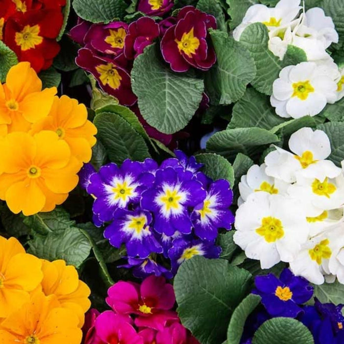 Best Flowering Plants for 12 Months in India (All Season Flowers)