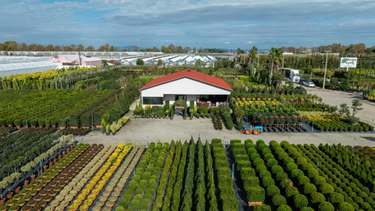 Bulk Plant Suppliers in India – How to Choose the Best Nursery