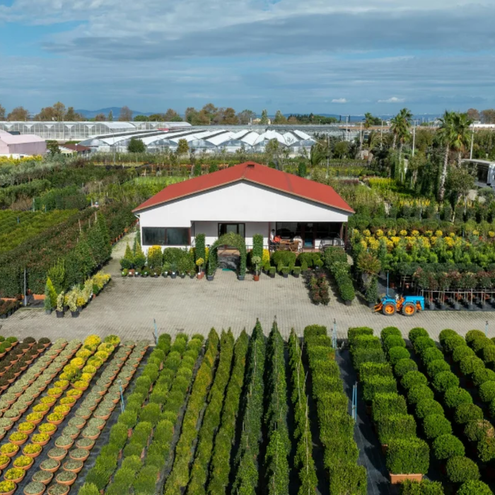 Bulk Plant Suppliers in India – How to Choose the Best Nursery