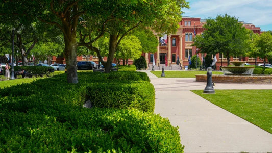 Best Trees for School & College Campus Landscaping in India