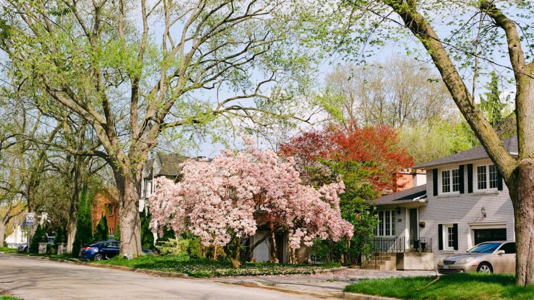 Fast Growing Trees in India for Quick Shade & Privacy”
