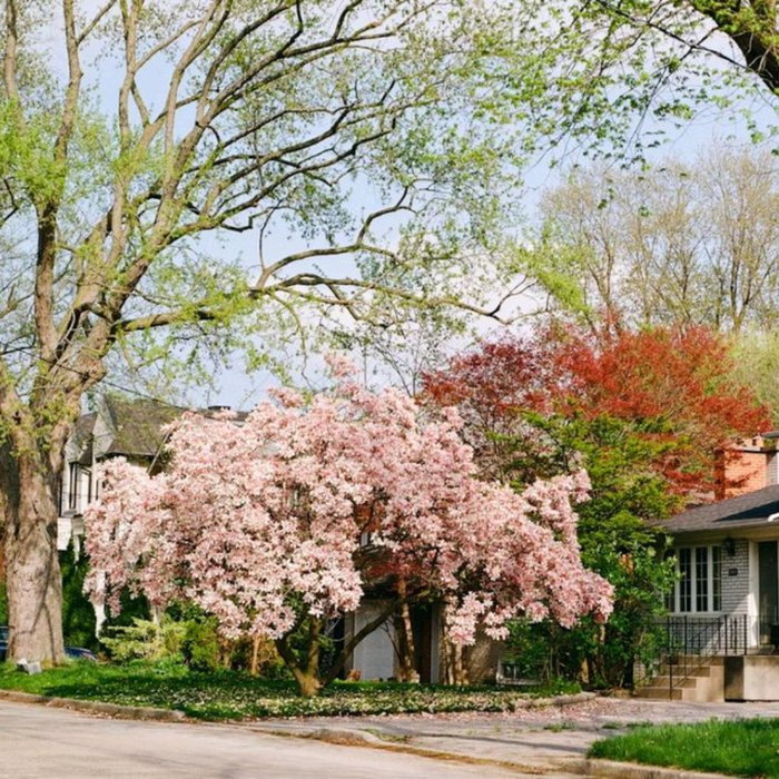 Fast Growing Trees in India for Quick Shade & Privacy”