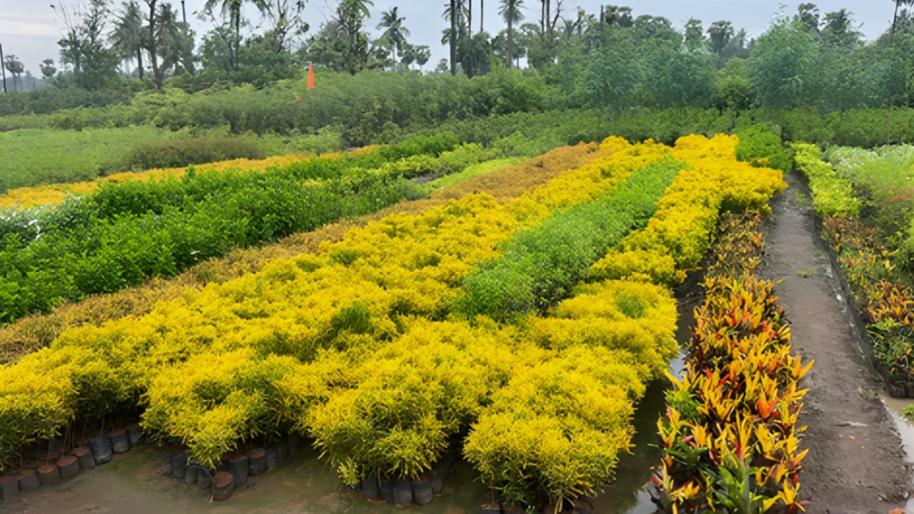 BUY PLANTS WHOLESALE INDIA | THE COMPLETE 2026 GUIDE