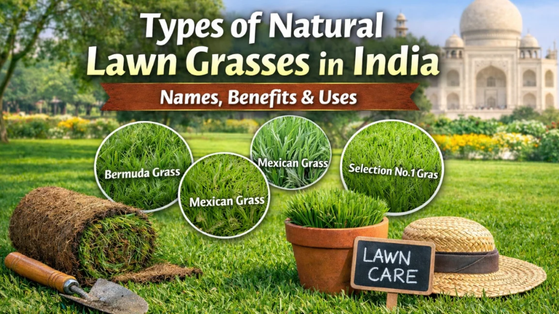 Types of Natural Lawn Grasses in India – Names, Benefits &amp; Uses