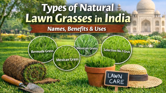 Types of Natural Lawn Grasses in India – Names, Benefits &amp; Uses