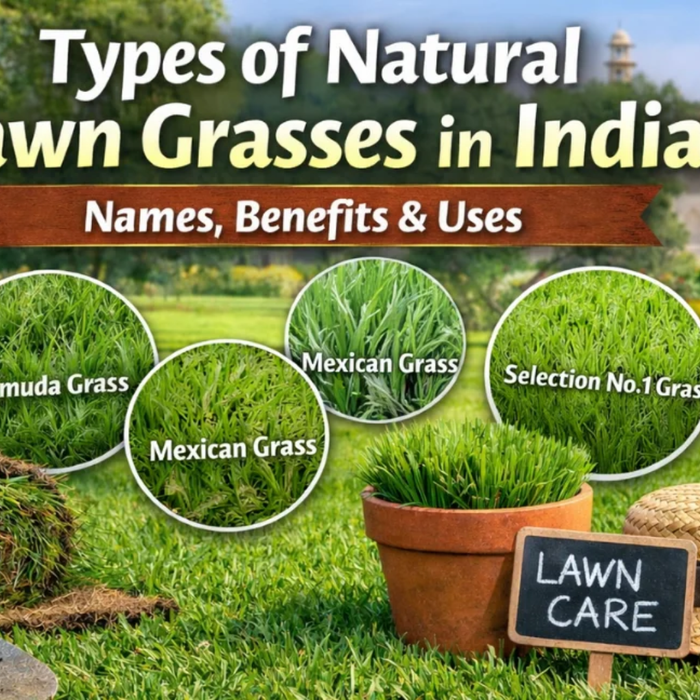 Types of Natural Lawn Grasses in India – Names, Benefits &amp; Uses