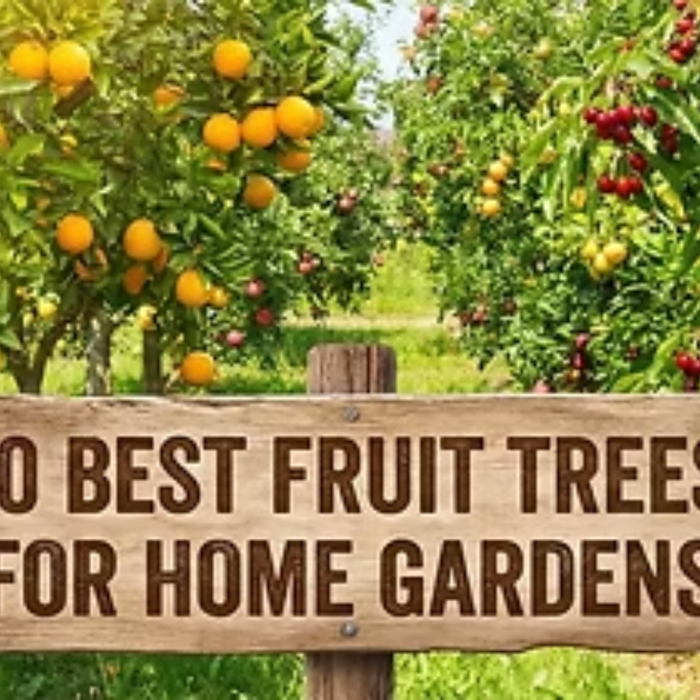 Top 10 Fruit Plants for Indian Home Garden in 2026