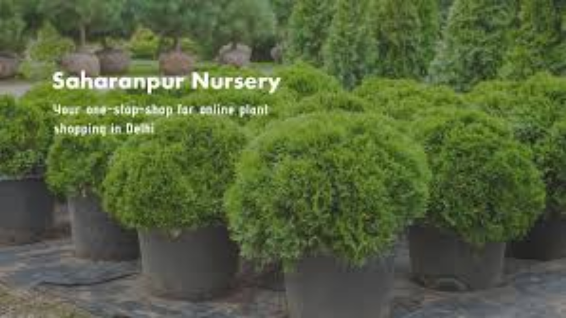 Best Online Plants Nursery in Delhi | Saharanpur Nursery