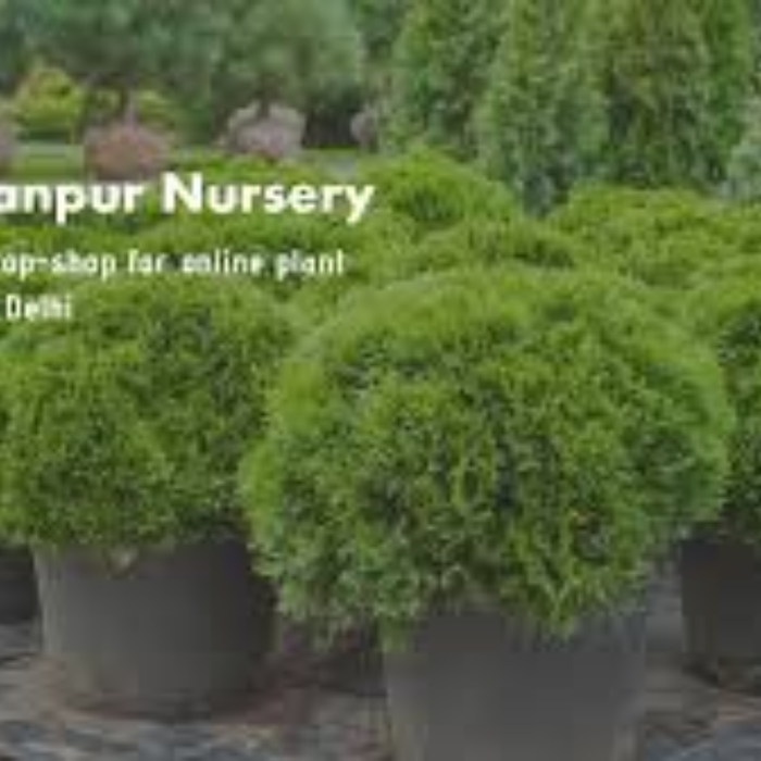 Best Online Plants Nursery in Delhi | Saharanpur Nursery