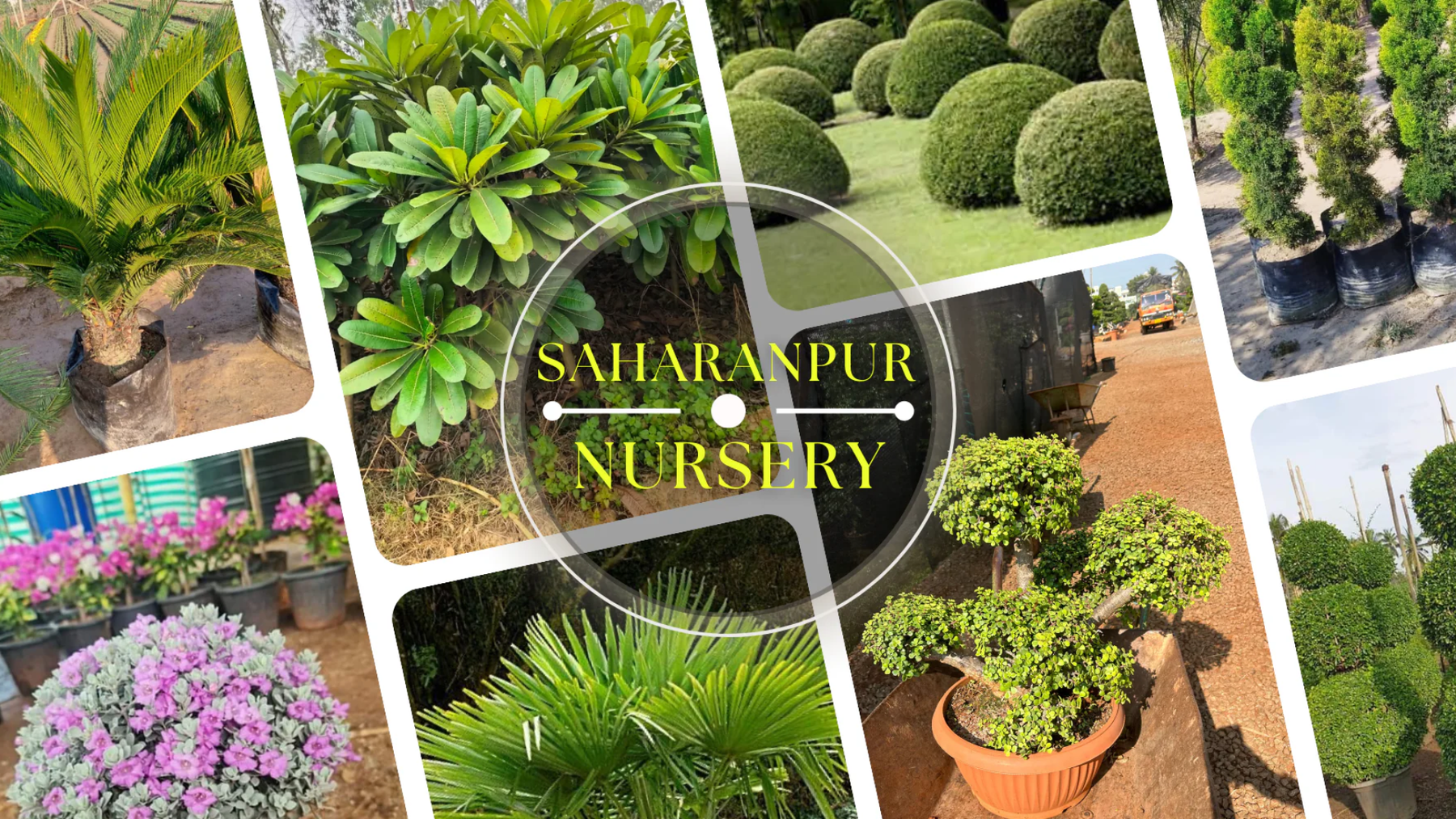 Saharanpur Nursery in Dehradun – Best Plant Supplier for Home &amp; Landscaping Projects