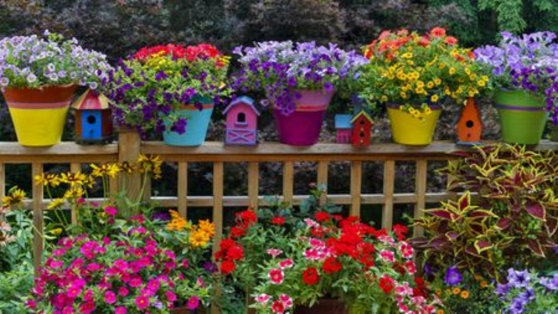 Top 20 Flowering Plants That Bloom All Year in India